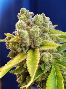 Casey Jones od Devil's Harvest nasiona marihuany