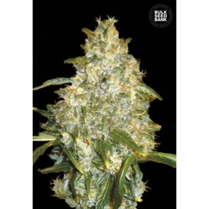 Auto Good Wild Shark od Bulk Seed Bank nasiona marihuany