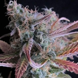 Raspberry Cough od Nirvana nasiona marihuany