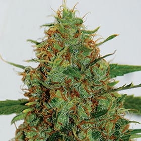 C99 od G13 Labs nasiona marihuany