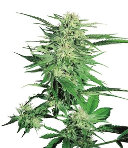 Big Bud od Sensi Seeds nasiona marihuany