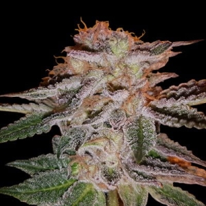Strawberry Eclair od G13 Labs nasiona marihuany