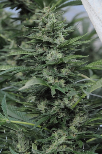 Sour Diesel #2