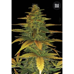 Auto Wild Dwarf od Bulk Seed Bank nasiona marihuany