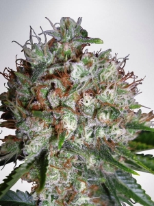 Big Bud XXL od Ministry of Cannabis nasiona marihuany