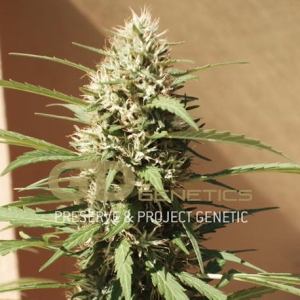 Margoot od Green Devil Genetics nasiona marihuany