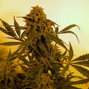 Guillotine Auto od French Touch Seeds nasiona marihuany