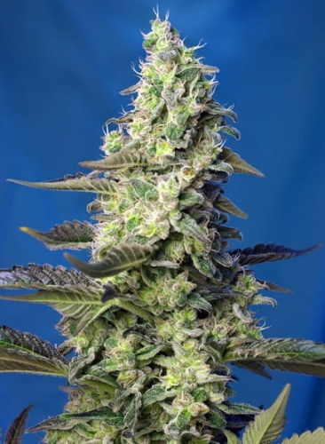 Green Poison XL Auto