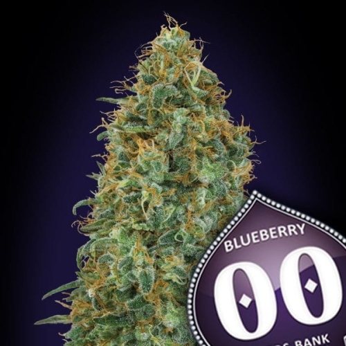 Auto Blueberry
