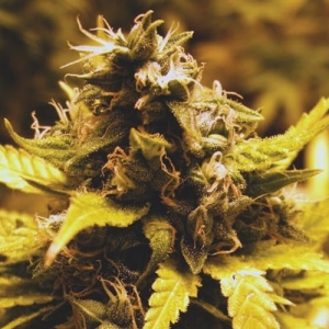 Cheese Dawg od Big Buddha Seeds nasiona marihuany