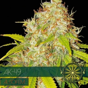 AK-49 Auto od Vision Seeds nasiona marihuany