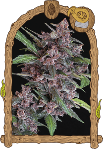 Black Lemon Auto od Exotic Seed nasiona marihuany