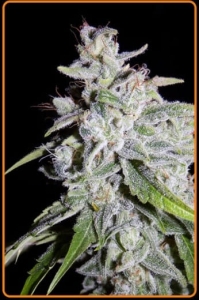 Walter White Auto od Mephisto Genetics nasiona marihuany