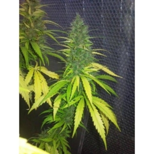 Nirvana Sky SuperAuto od Flash Seeds nasiona marihuany