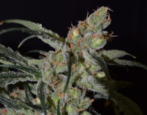 Shark od CBD Seeds nasiona marihuany