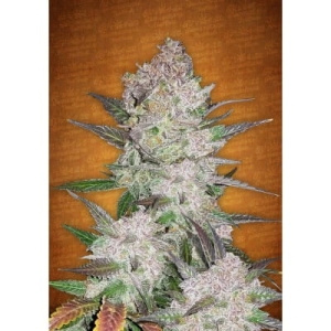 Cream Cookies od FastBuds nasiona marihuany