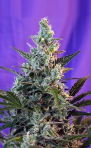 Sweet Skunk Fast Version od Sweet Seeds nasiona marihuany