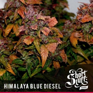 Auto Himalaya Blue Diesel od Short Stuff Seedbank nasiona marihuany