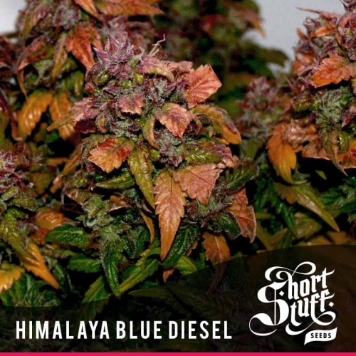 Auto Himalaya Blue Diesel