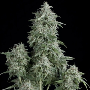 Anubis od Pyramid Seeds nasiona marihuany