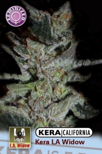 La Widow od Kera Seeds nasiona marihuany