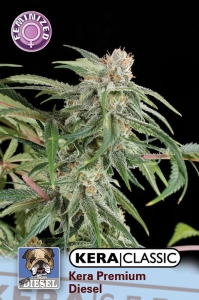 Premium Diesel od Kera Seeds nasiona marihuany