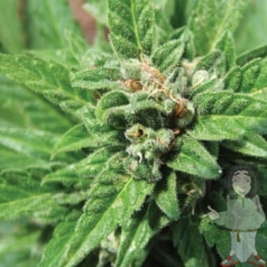 Automatic od Big Buddha Seeds nasiona marihuany