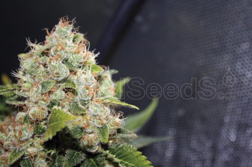 BCN Sour Diesel