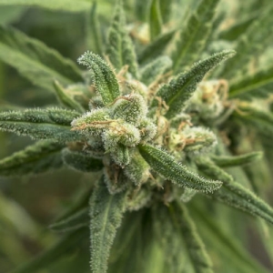 Shellshock od 710 Genetics nasiona marihuany