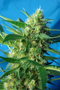 Ice Cool Auto od Sweet Seeds nasiona marihuany