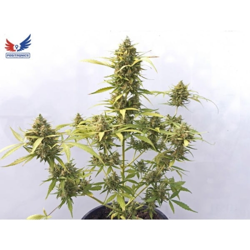 Critical Express