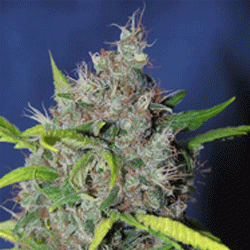 BubbleBerry od Sagarmatha nasiona marihuany