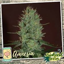 Auto Amnesia
