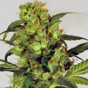 Spicy Bitch od Exotic Seed nasiona marihuany