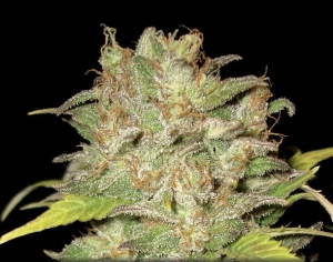 Widow od CBD Seeds nasiona marihuany