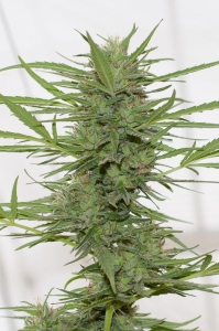 Dr Greenthumb's Dedoverde Haze Auto od Humboldt Seeds nasiona marihuany