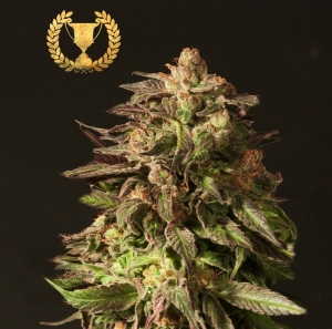 Shoreline od Devil's Harvest nasiona marihuany