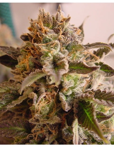 RockBud