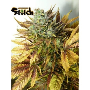 Purple Sirius Kush Auto od Flash Seeds nasiona marihuany