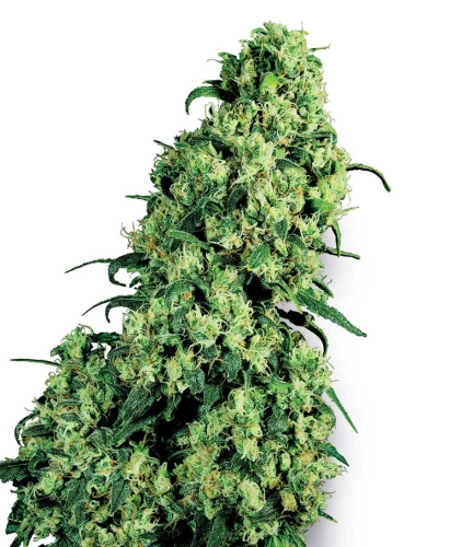 Skunk #1®