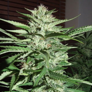 Pineapple Express od G13 Labs nasiona marihuany