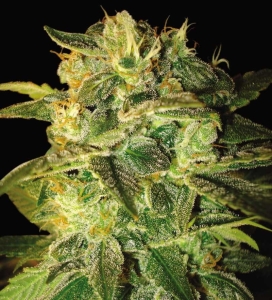 Sugar Mango Ryder (Auto) od World of Seeds nasiona marihuany