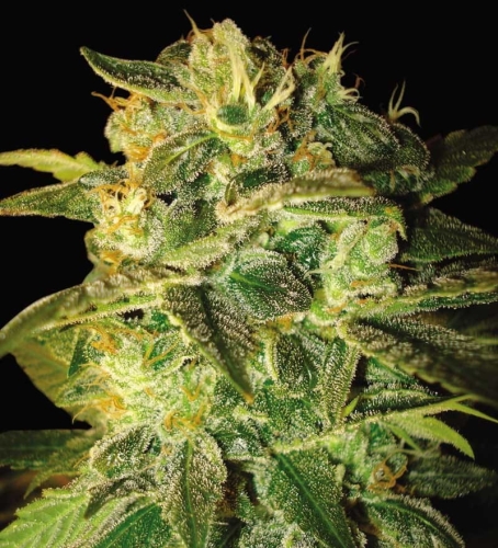 Sugar Mango Ryder (Auto)