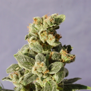 Gnomo Auto od Kannabia Seed nasiona marihuany