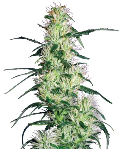 Purple Haze