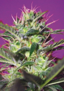 Botafumeiros od Sweet Seeds nasiona marihuany