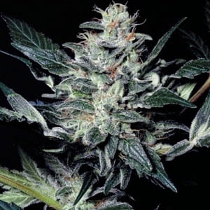 Matanuska Tundra od Sagarmatha nasiona marihuany