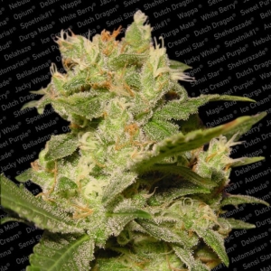 Auto Jack od Paradise Seeds nasiona marihuany