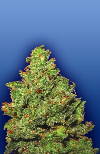 Edelweiss