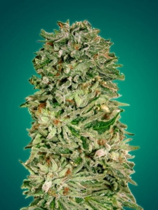 Shark Widow CBD od Advanced Seeds nasiona marihuany